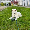 puppy, dog, grass, toy, rope_toy, outdoor, building, apartment, greenery, sky, clouds, pet, leash, young_dog, playing, cute, fluffy, nature, residential, summer