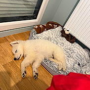 Baïko a rejoint le concours — aidez-le/la à gagner de superbes lots ! animal, bed, blanket, cozy, cute, dog, fur, home, indoor, paw, pet, puppy, radiator, relaxing, resting, sleeping, soft, toy, white_fur, wooden_floor