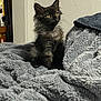 Frijole is registered to the contest to win money with this photo: kitten, cat, black_cat, pet, animal, furry, cute, indoor, blanket, cozy, fur, curious, young, small, sitting, domestic_animal, whiskers, yellow_eyes, soft, relaxation