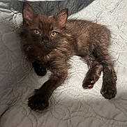 Frijole is registered to the contest to win money with this photo: kitten, cat, pet, animal, furry, cute, lying_down, quilt, blanket, indoor, fur, paw, whiskers, relaxed, young, small, domestic, mammal, resting, bedspread