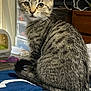 Booger is registered to the contest to win money with this photo: kitten, tabby, cat, feline, pet, indoor, curious, sitting, blanket, blue, white, striped, young, animal, fur, whiskers, tail, eyes, household, cozy