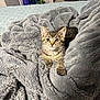 kitten, cat, tabby, blanket, plush, bed, fur, cute, pet, animal, cozy, indoor, resting, small, curious, soft, texture, feline, young, comfort