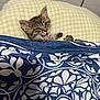 Booger joined the competition — help win amazing prizes! kitten, cat, tongue_out, blanket, pillow, plaid, patterned_blanket, indoor, cute, pet, feline, small_animal, resting, cozy, fur, whiskers, ears, young_animal, sleepy, domestic_animal