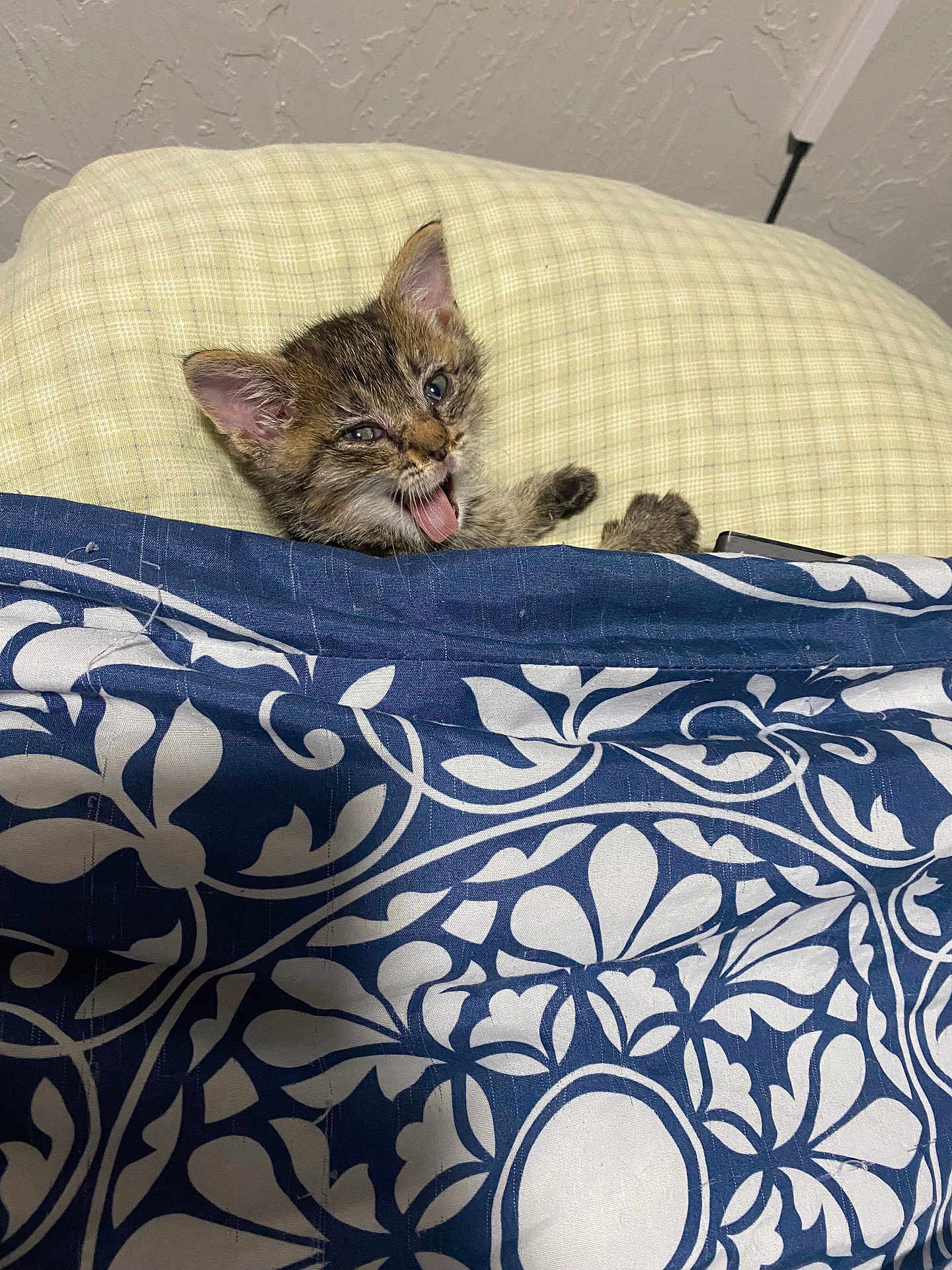 Booger joined the competition — help win amazing prizes! kitten, cat, tongue_out, blanket, pillow, plaid, patterned_blanket, indoor, cute, pet, feline, small_animal, resting, cozy, fur, whiskers, ears, young_animal, sleepy, domestic_animal