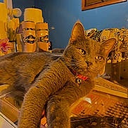 Layla is registered to the contest to win money with this photo: accessories, bell, blue_wall, cat, closeup, collar, domestic_animal, ears, eyes, feline, glass_surface, indoor, jewelry, mirror, orange_lighting, pet, reflection, relaxed, tabletop, whiskers
