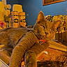 accessories, bell, blue_wall, cat, closeup, collar, domestic_animal, ears, eyes, feline, glass_surface, indoor, jewelry, mirror, orange_lighting, pet, reflection, relaxed, tabletop, whiskers