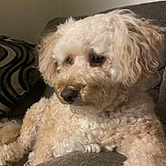 Riley is registered to the contest to win money with this photo: dog, curly_fur, pet, couch, indoor, relaxed, brown_nose, close_up, fluffy, companion, animal, home, comfort, soft_texture, side_view, thoughtful, furniture, domestic, cozy, resting