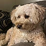 dog, curly_fur, pet, couch, indoor, relaxed, brown_nose, close_up, fluffy, companion, animal, home, comfort, soft_texture, side_view, thoughtful, furniture, domestic, cozy, resting