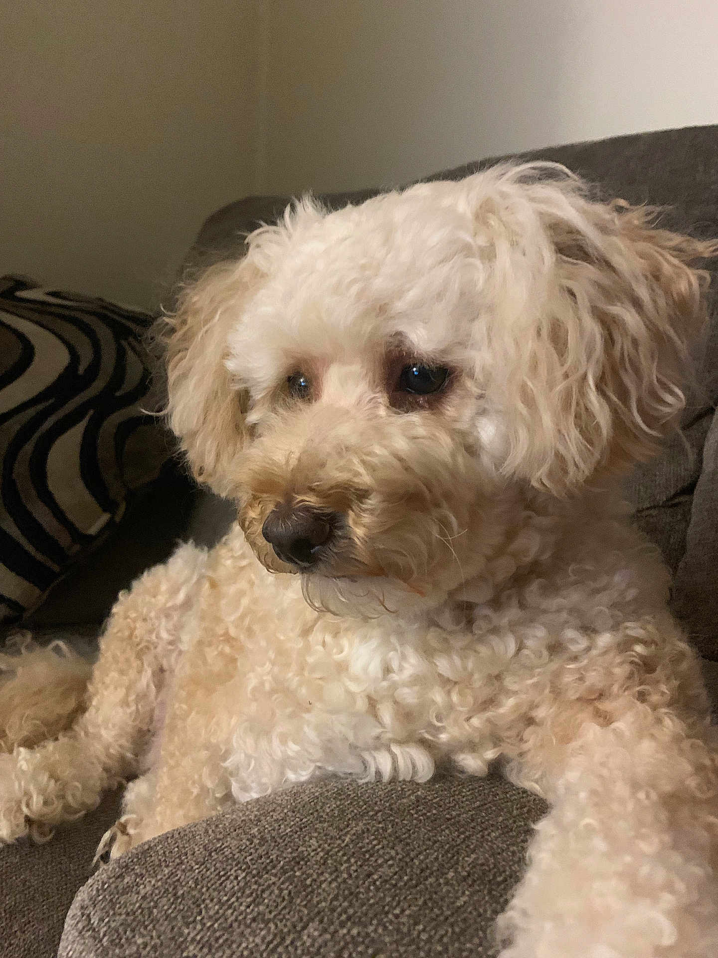 Riley is registered to the contest to win money with this photo: dog, curly_fur, pet, couch, indoor, relaxed, brown_nose, close_up, fluffy, companion, animal, home, comfort, soft_texture, side_view, thoughtful, furniture, domestic, cozy, resting