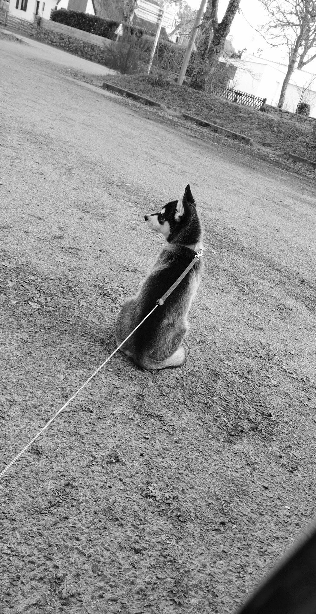Phino participe au concours pour gagner de l'argent avec cette photo : asphalt, black_and_white, canidae, carnivore, cat, dog, felidae, leash, monochrome, monochrome_photography, photography, road, road_surface, sand, shadow, sidewalk, small_to_medium_sized_cats, snapshot, stock_photography, tail