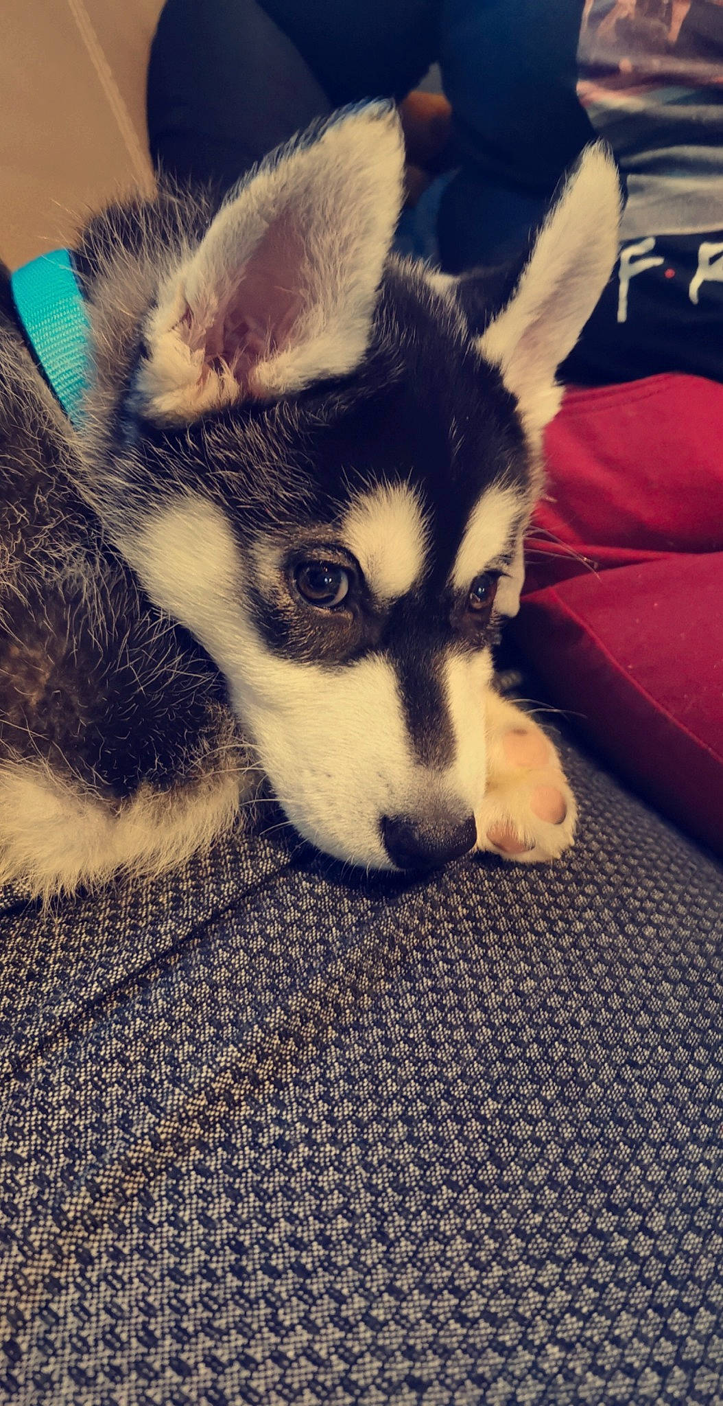 Phino a rejoint le concours — aidez-le/la à gagner de superbes lots ! alaskan_klee_kai, alaskan_malamute, canidae, carnivore, dog, dog_breed, fur, mammal, miniature_siberian_husky, northern_inuit_dog, nose, puppy, rare_breed_dog, sakhalin_husky, siberian_husky, sled_dog, snout, vertebrate, whiskers, wolfdog