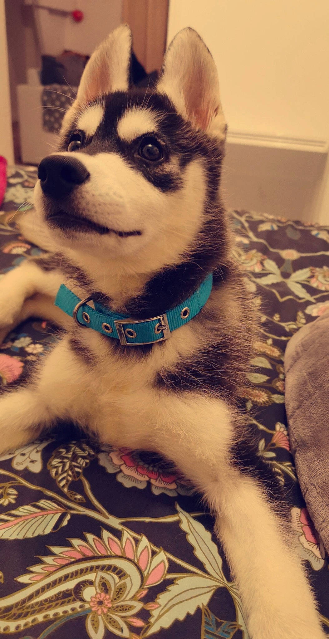 Phino participe au concours pour gagner de l'argent avec cette photo : alaskan_klee_kai, alaskan_malamute, canadian_eskimo_dog, canidae, carnivore, dog, dog_breed, mammal, miniature_siberian_husky, native_american_indian_dog, northern_inuit_dog, nose, sakhalin_husky, seppala_siberian_sleddog, siberian_husky, sled_dog, snout, tamaskan_dog, vertebrate, wolfdog