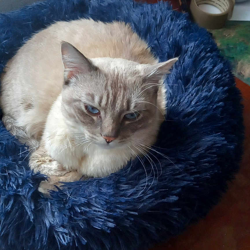Félis