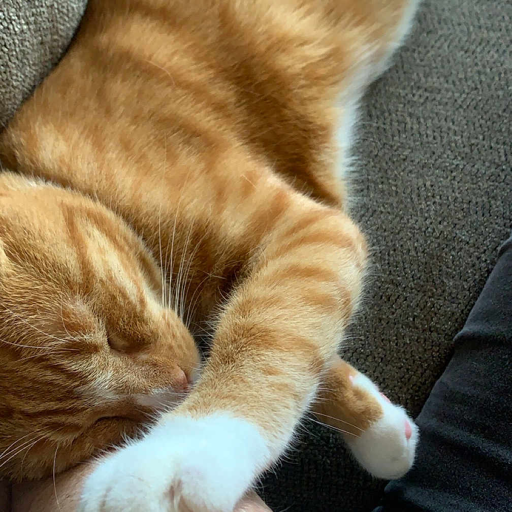 Gauranga is registered to the contest to win money with this photo: abyssinian, animal, architecture, bodypart, building, cat, chair, couch, furniture, hand, hardwood, indoors, interiordesign, kitten, livingroom, manx, person, pet, sleeping, wood