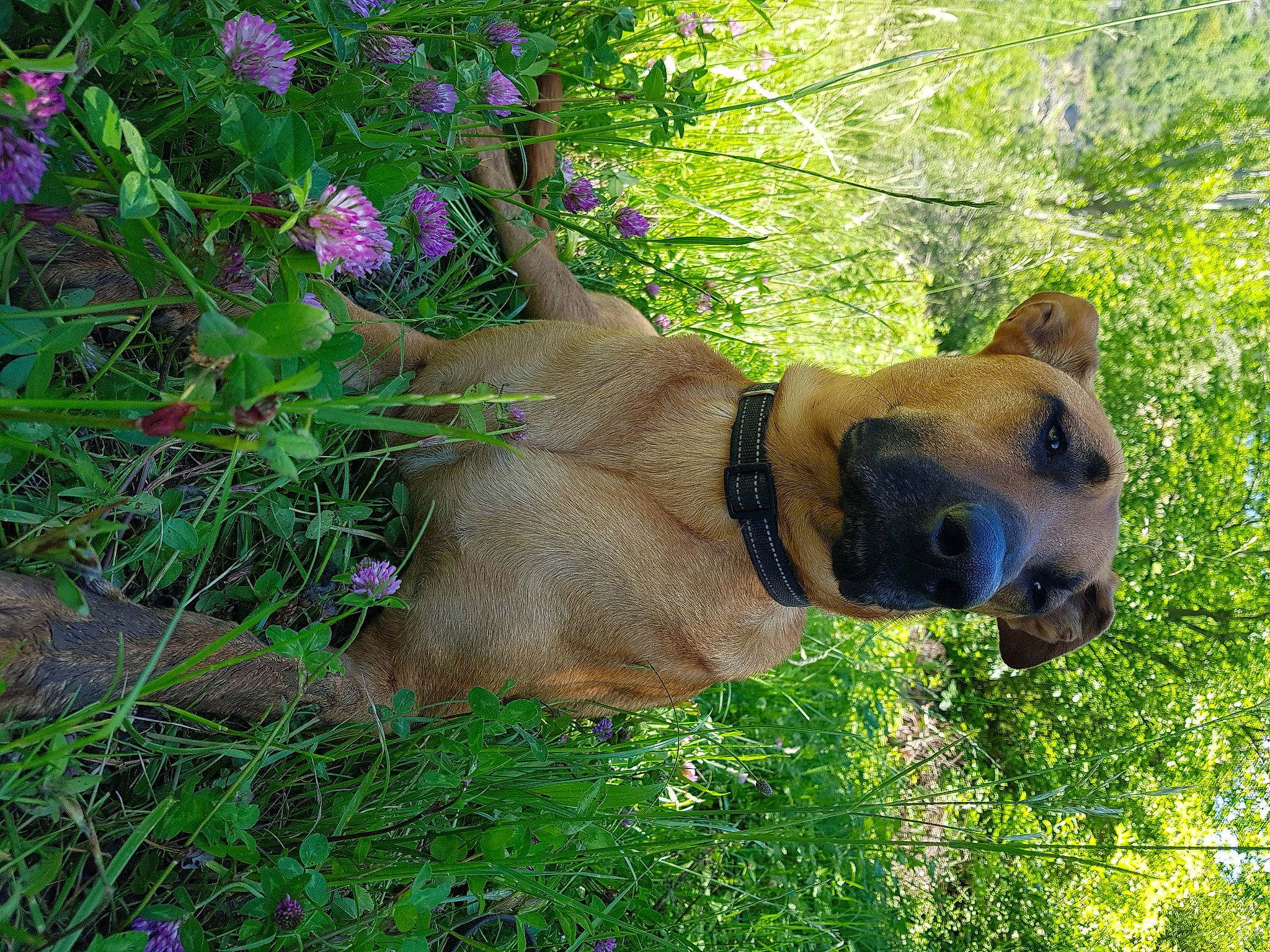 Laïka participe au concours pour gagner de l'argent avec cette photo : annual_plant, carnivore, collar, dog, dog_breed, dog_collar, fawn, flower, german_shepherd_dog, grass, groundcover, plant, shrub, snout, sporting_group, tail, terrestrial_animal, tree, trunk, working_animal