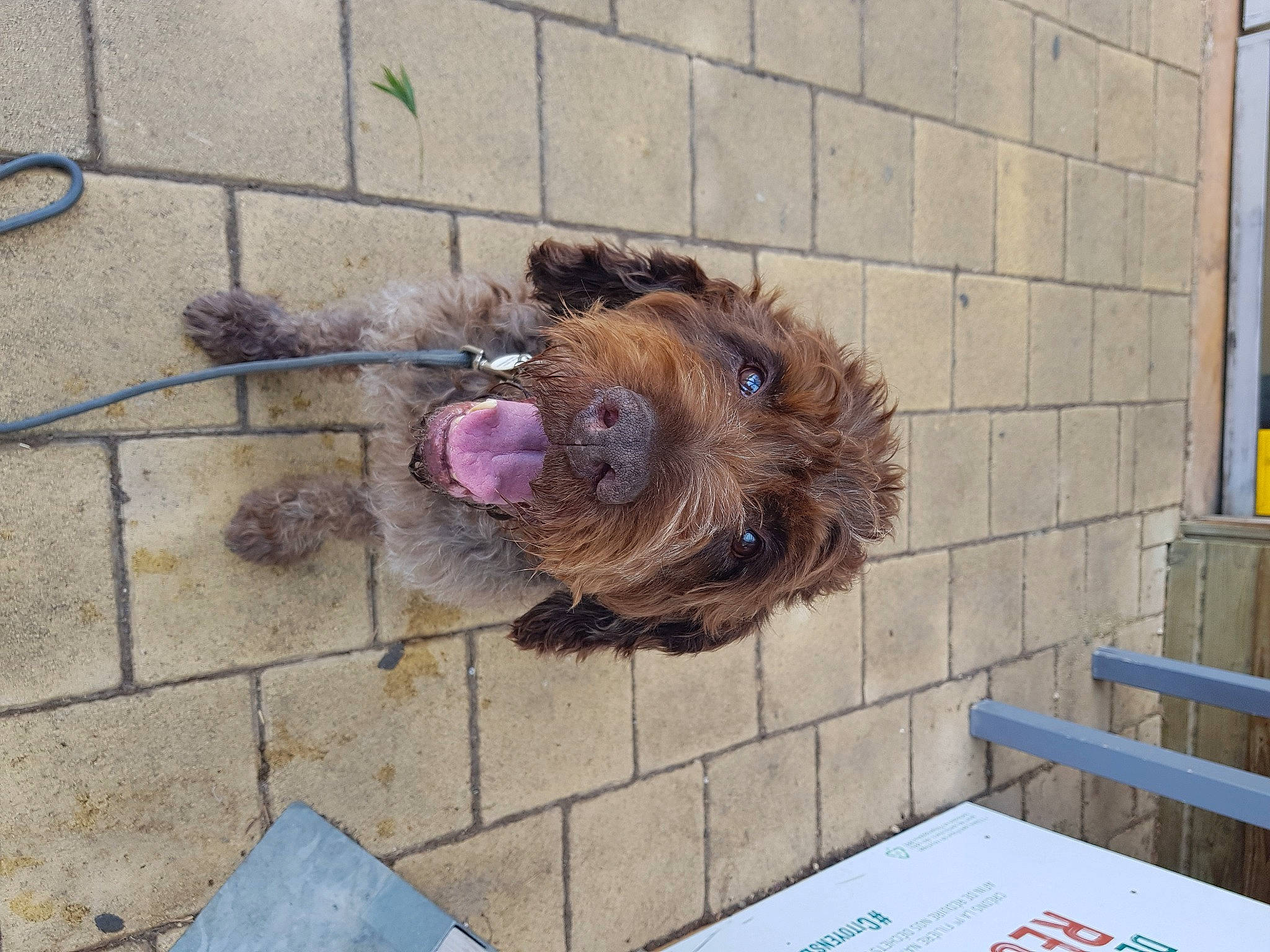 Pilou participe au concours pour gagner de l'argent avec cette photo : brick, brickwork, canidae, carnivore, companion_dog, dog, dog_breed, fawn, floor, flooring, fur, liver, pet_supply, sidewalk, snout, sporting_group, vertebrate, window, wood, working_animal