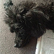 Roxy participe au concours pour gagner de l'argent avec cette photo :