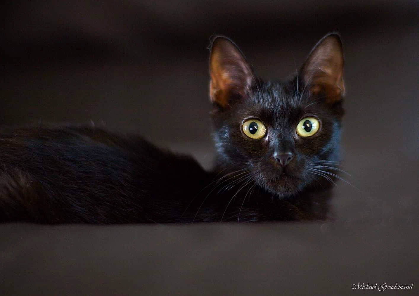 Noisette participe au concours pour gagner de l'argent avec cette photo : asian, black_and_white, black_cat, bombay, burmese, carnivore, cat, domestic_short_haired_cat, ear, eye, felidae, kitten, mammal, small_to_medium_sized_cats, snout, whiskers