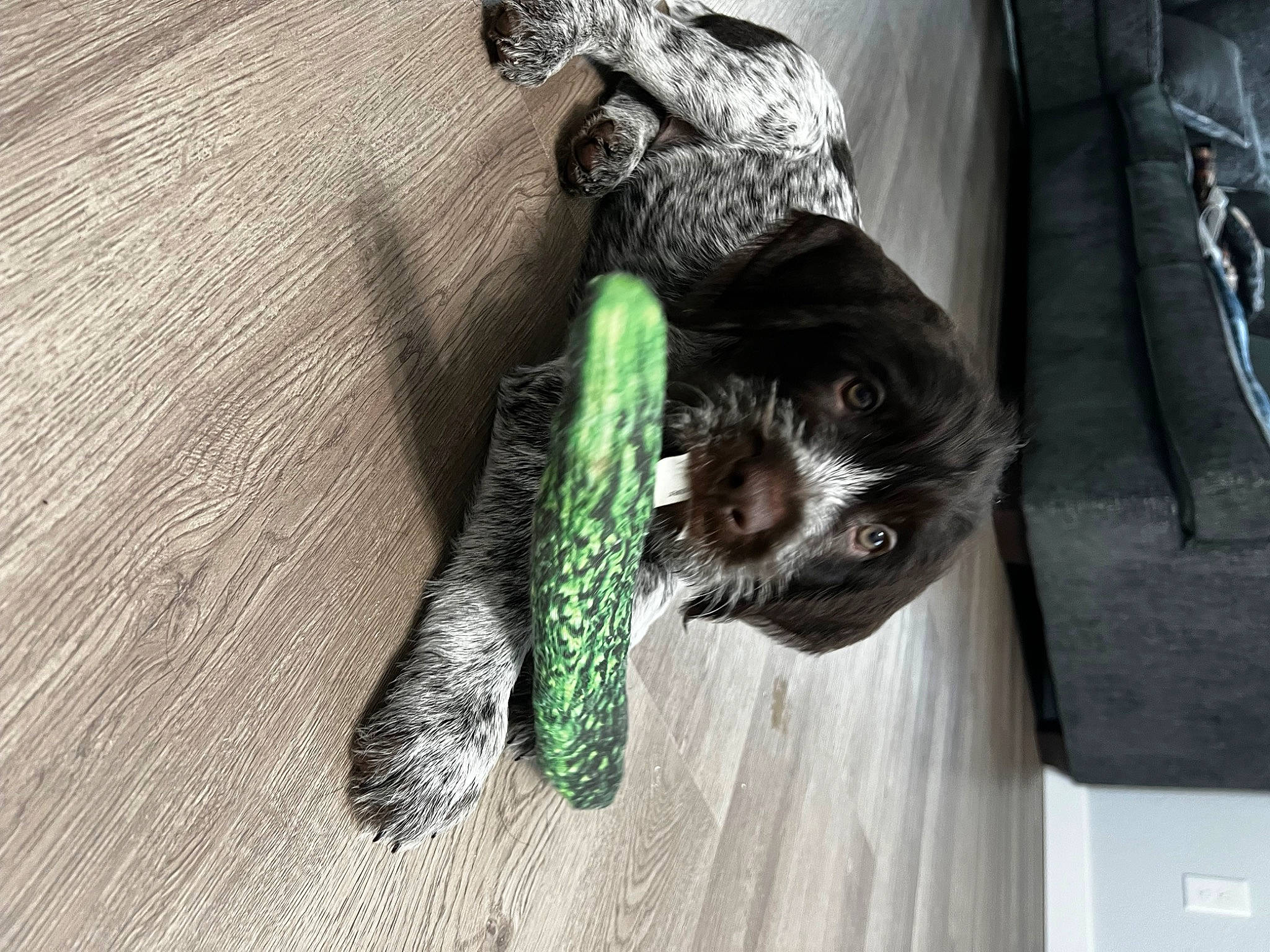 Jack is registered to the contest to win money with this photo: black_cat, canidae, carnivore, cat, claw, companion_dog, dog_breed, domestic_short_haired_cat, felidae, fur, hardwood, pet_supply, puppy, sculpture, small_to_medium_sized_cats, snout, sporting_group, tail, whiskers, wood