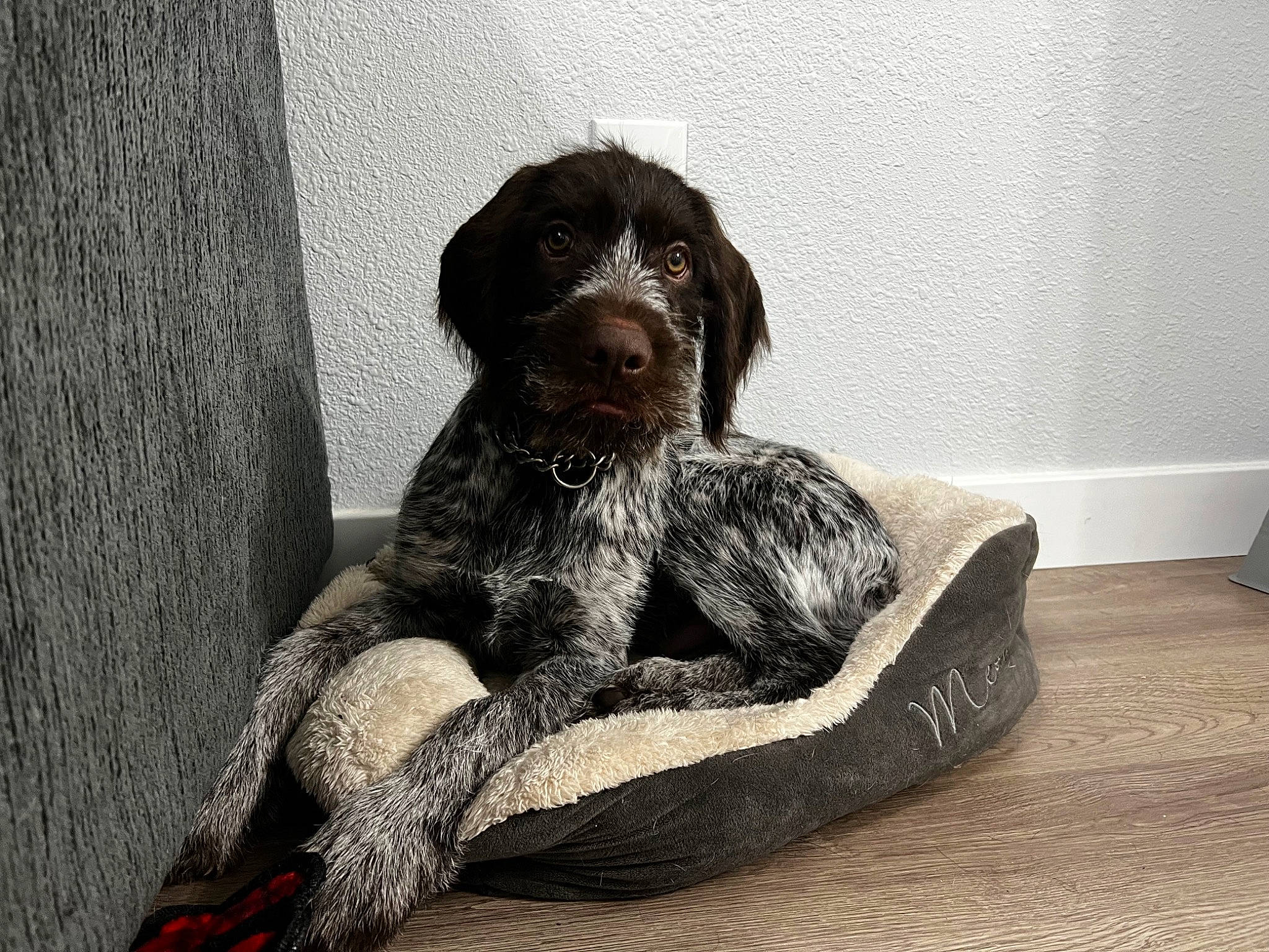 Jack joined the competition — help win amazing prizes! canidae, carnivore, comfort, companion_dog, dog, dog_breed, dog_supply, fur, grey, gun_dog, liver, monochrome, monochrome_photography, pet_supply, rock, sitting, sporting_group, trunk, wood, working_animal