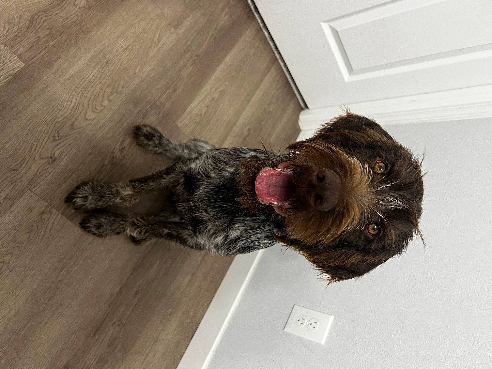 Jack is registered to the contest to win money with this photo: dog, dog_breed, fashion_design, flooring, fur, hardwood, liver, sporting_group, wood, wood_flooring, wood_stain