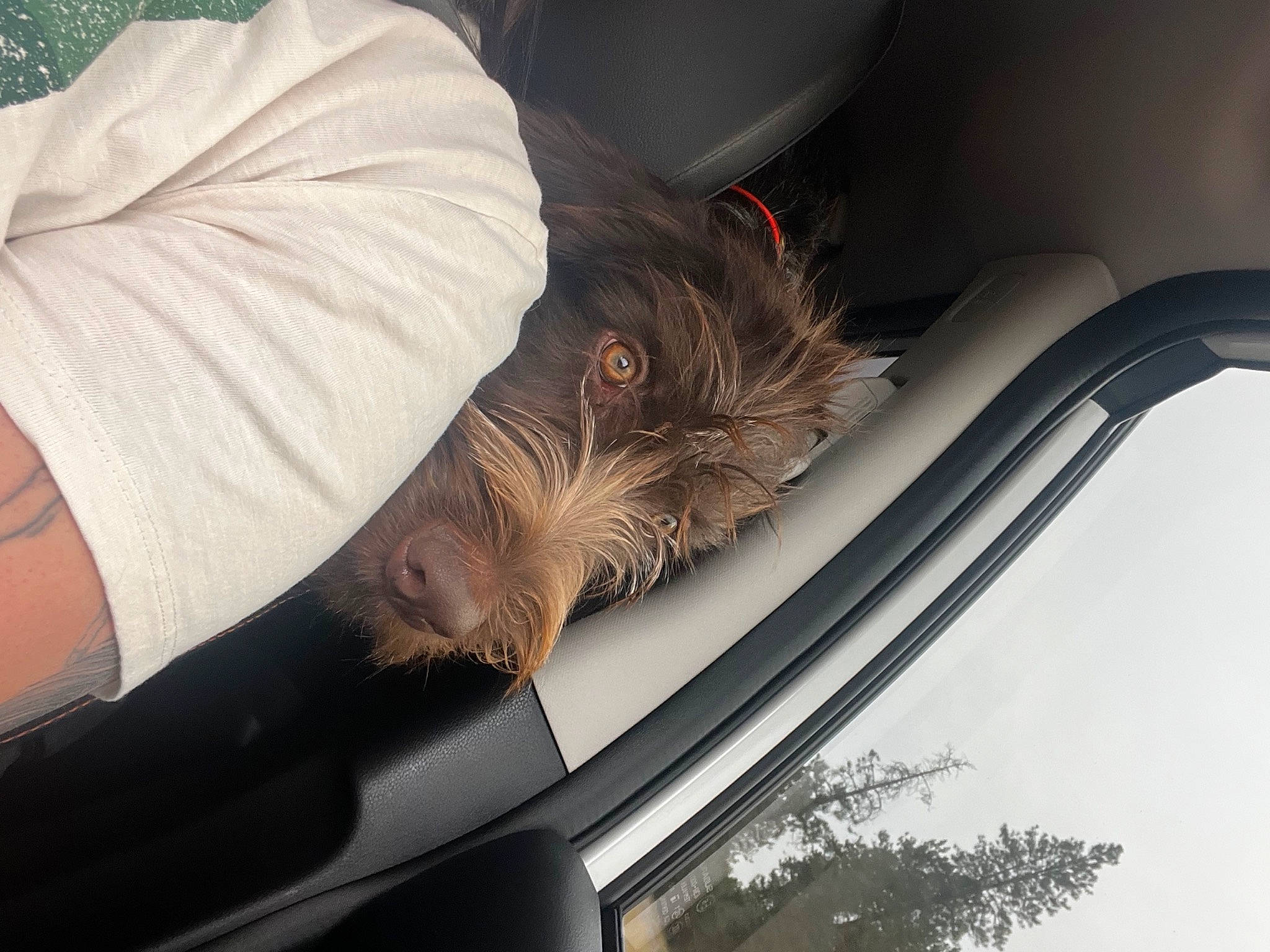 Jack joined the competition — help win amazing prizes! auto_part, automotive_design, automotive_exterior, automotive_lighting, automotive_mirror, car, carnivore, comfort, companion_dog, dog, dog_breed, hood, mode_of_transport, motor_vehicle, plant, tree, vehicle, vehicle_door, windscreen_wiper, windshield