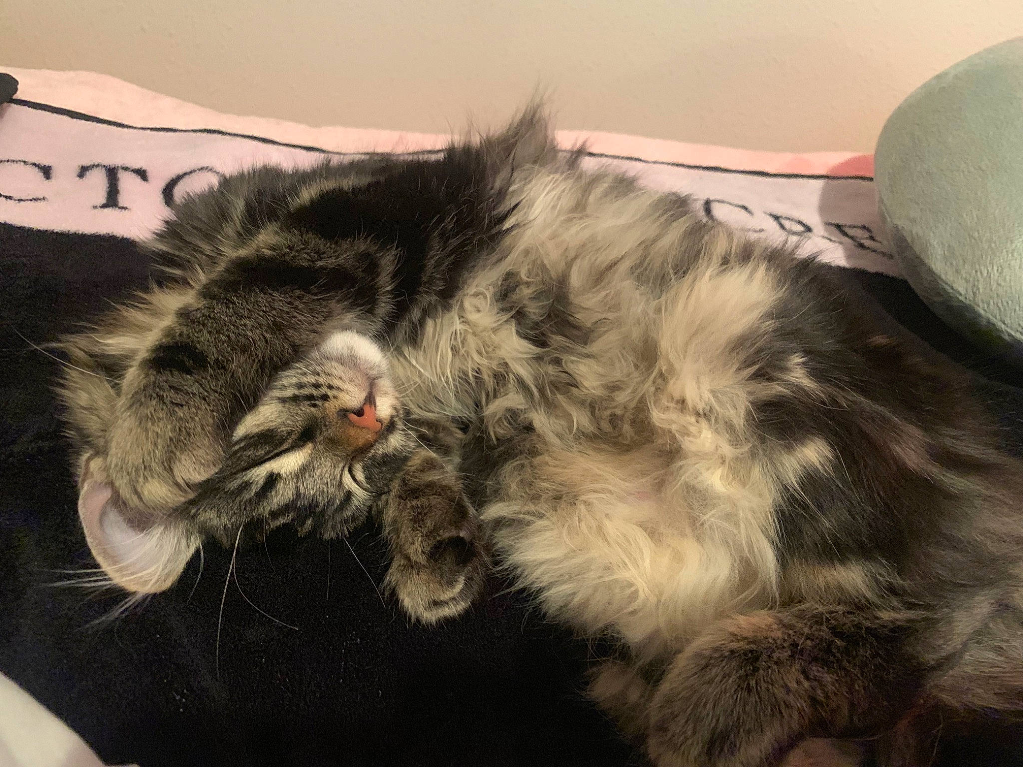 Acelee Mae is registered to the contest to win money with this photo: canidae, carnivore, cat, claw, cloud, comfort, domestic_short_haired_cat, felidae, fur, lap, maine_coon, metal, nap, paw, sleep, small_to_medium_sized_cats, tail, whiskers
