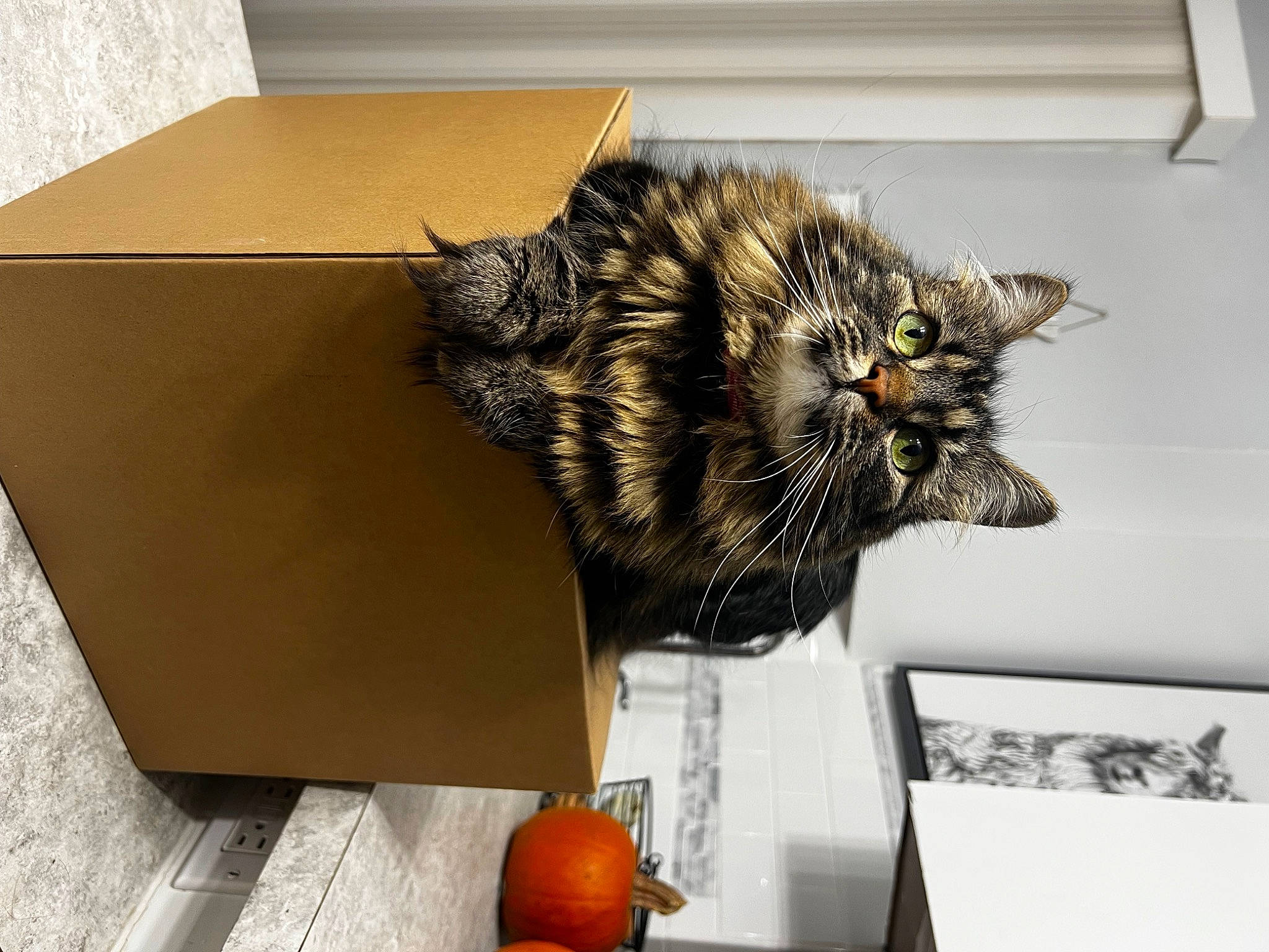 Acelee Mae is registered to the contest to win money with this photo: box, calabaza, cardboard, carnivore, carton, cat, cucurbita, domestic_short_haired_cat, felidae, fur, gourd, natural_foods, pumpkin, room, shipping_box, small_to_medium_sized_cats, tail, vegetable, whiskers, winter_squash