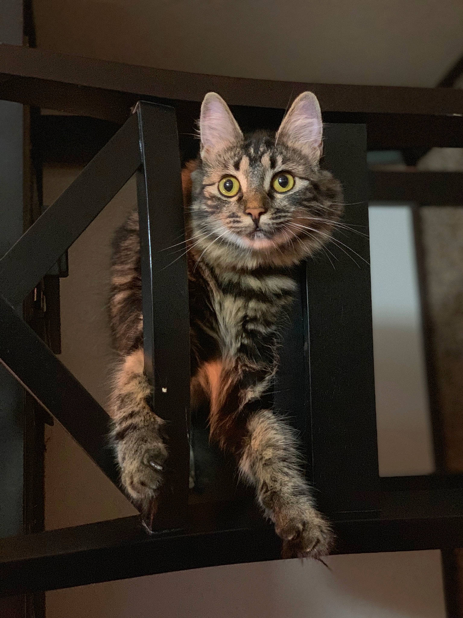 Acelee Mae joined the competition — help win amazing prizes! carnivore, cat, claw, domestic_short_haired_cat, door, felidae, fur, metal, paw, small_to_medium_sized_cats, snout, tail, terrestrial_animal, whiskers, window, wood