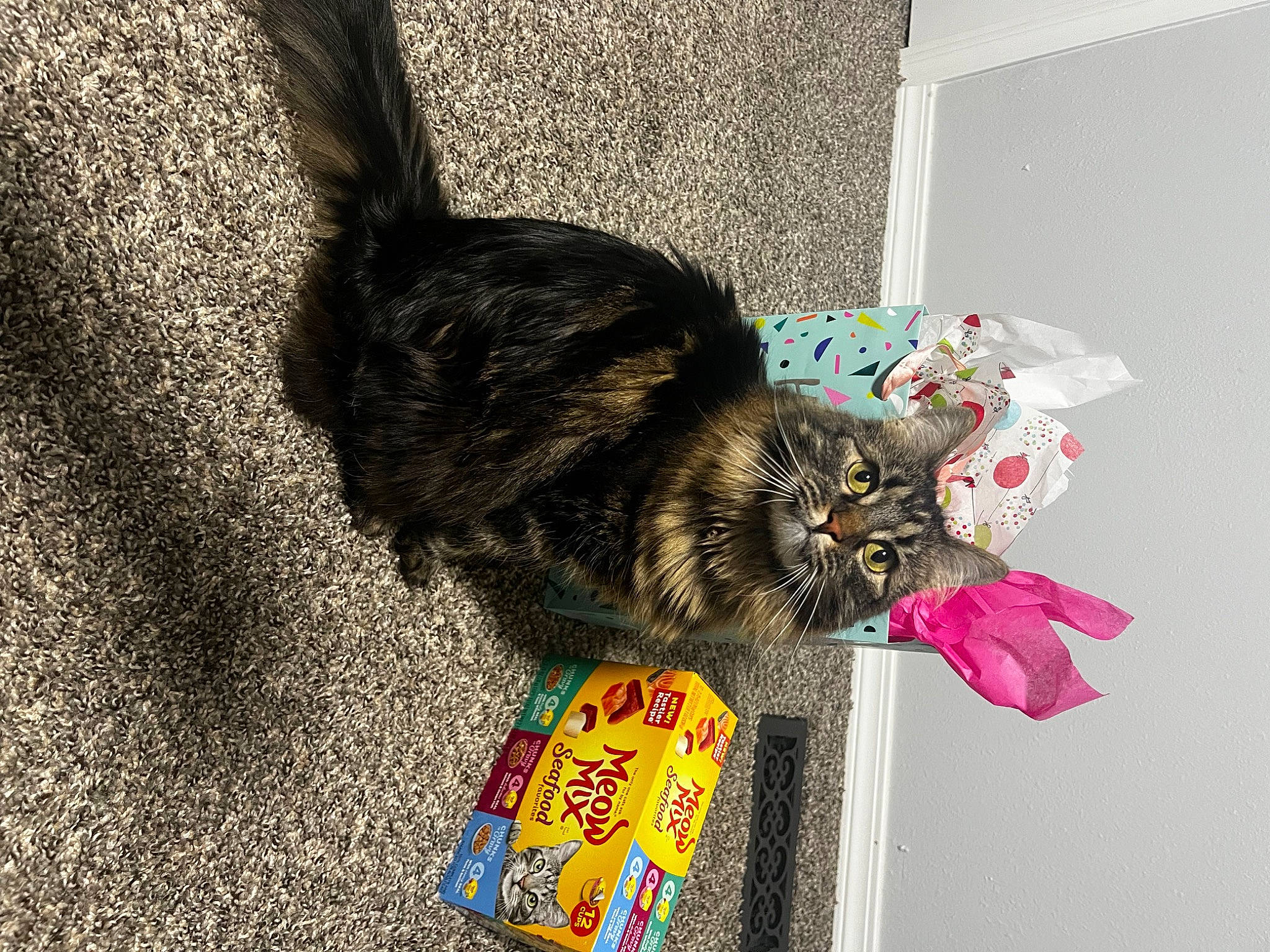 Acelee Mae is registered to the contest to win money with this photo: asphalt, black_cat, carnivore, cat, claw, domestic_short_haired_cat, felidae, fur, holiday, paw, plant, small_to_medium_sized_cats, soil, tail, whiskers