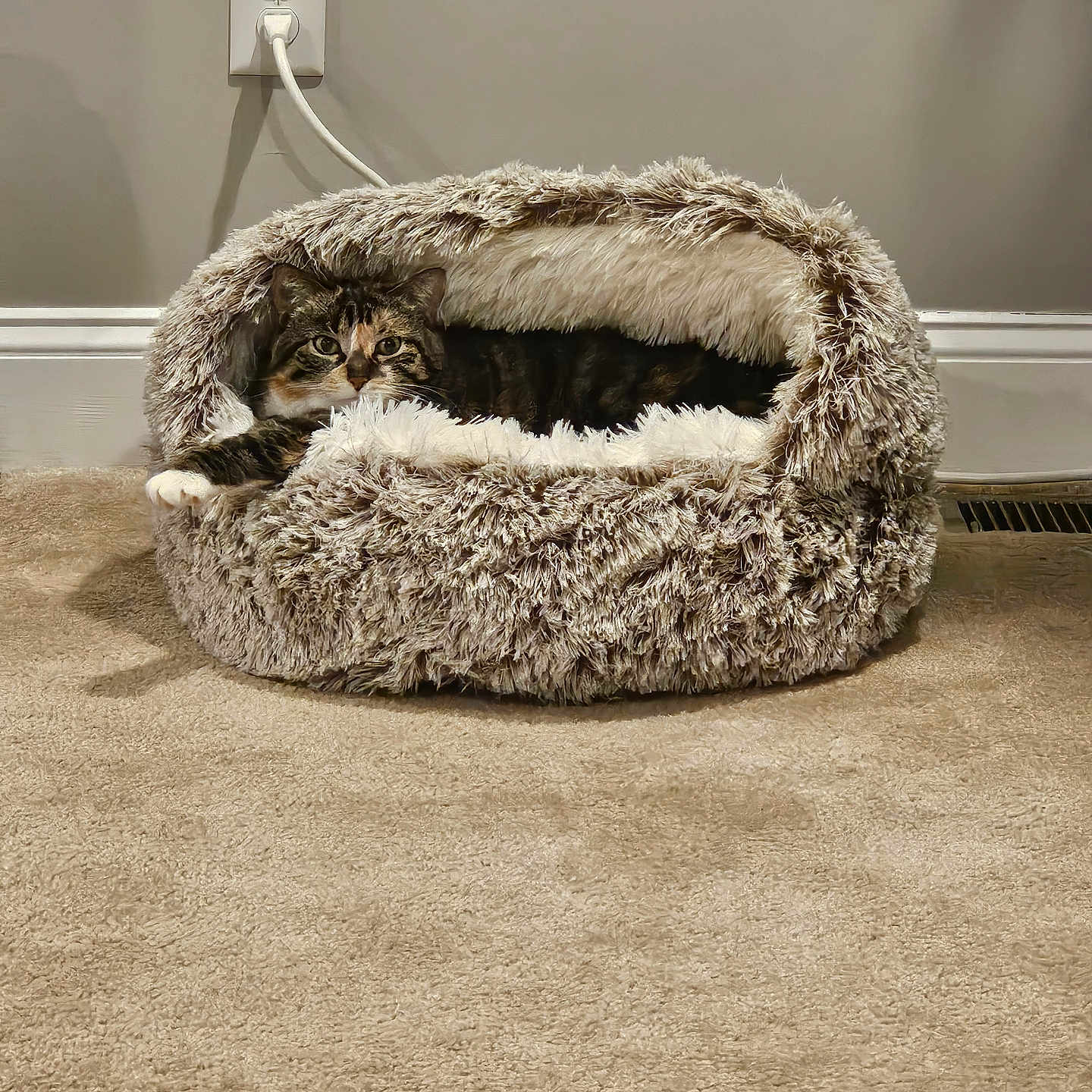 Maizy joined the competition — help win amazing prizes! animal, carpet, cat, comfort, cozy, curious, cute, feline, fluffy, fur, home, indoor, looking, pet_bed, plug, relaxing, resting, small, tabby, wall_socket