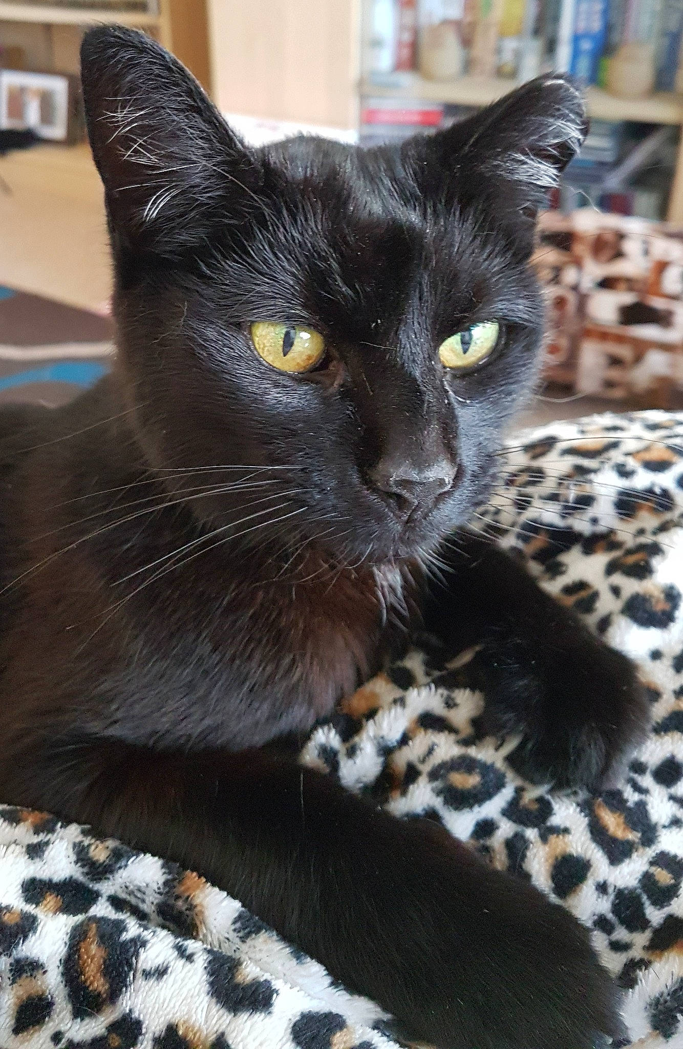 Toots is registered to the contest to win money with this photo: black_cat, bombay, carnivore, cat, cat_furniture, cat_supply, comfort, domestic_short_haired_cat, felidae, fur, havana_brown, iris, pattern, pet_supply, small_to_medium_sized_cats, snout, terrestrial_animal, whiskers