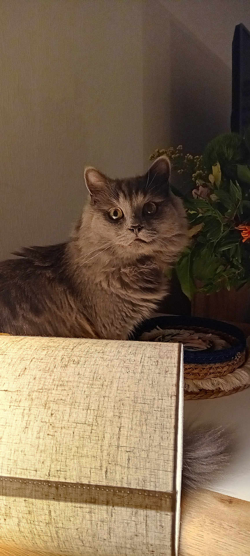 Bouly participe au concours pour gagner de l'argent avec cette photo : cat, gray_cat, fluffy, lamp, lampshade, basket, plants, indoor, curious, wide_eyes, furniture, decor, cozy, pet, animal, whiskers, tail, wood, table, soft_lighting