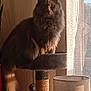 Bouly participe au concours pour gagner de l'argent avec cette photo : cat, cat_tree, fluffy_cat, indoor, sunlight, window, curtains, furniture, pet, animal, home, cozy, shadow, lamp, plant, relaxing, domestic_cat, sitting, fur, whiskers