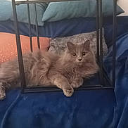 Bouly participe au concours pour gagner de l'argent avec cette photo : cat, gray_cat, fluffy_cat, pet, indoor, blue_blanket, cushion, metal_frame, furniture, cozy, relaxed, animal, cute, resting, living_room, home, domestic, soft_texture, curious, paws