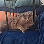 cat, gray_cat, fluffy_cat, pet, indoor, blue_blanket, cushion, metal_frame, furniture, cozy, relaxed, animal, cute, resting, living_room, home, domestic, soft_texture, curious, paws