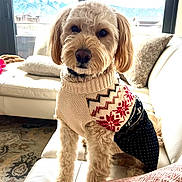 Joey joined the competition — help win amazing prizes! animal, calm, couch, cozy, cute, decor, dog, fur, furniture, holiday, indoor, knitwear, living_room, mountains, pet, portrait, seated, sweater, white, window