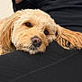 Joey is registered to the contest to win money with this photo: animal, black_clothing, brown_eyes, closeup, companion, cozy, cute, dog, ears, face, fluffy, fur, golden, indoors, lap, laying, pet, relaxed, resting, soft