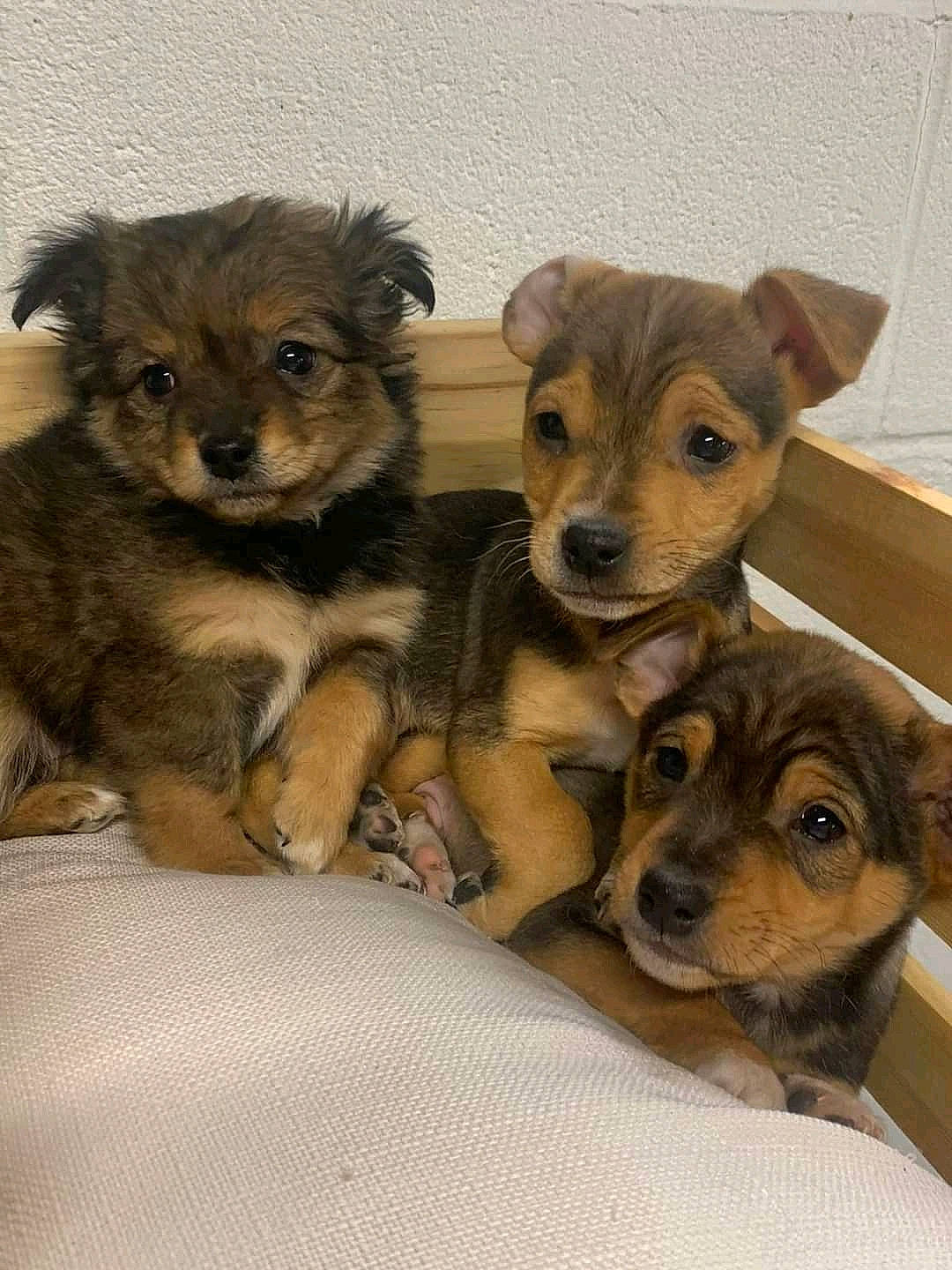 Myla Rose is registered to the contest to win money with this photo: ancient_dog_breeds, canidae, carnivore, comfort, companion_dog, dog, dog_breed, dog_supply, fawn, fur, paw, puppy, snout, sporting_group, terrestrial_animal, toy_dog, whiskers, working_animal, working_dog