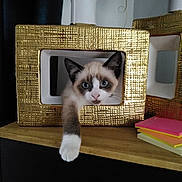 Lily a rejoint le concours — aidez-le/la à gagner de superbes lots ! kitten, cat, blue_eyes, paw, golden_frame, decor, wooden_surface, sticky_notes, curious, pet, indoor, close_up, feline, cute, playful, young_animal, domestic_cat, resting, white_paw, brown_and_white_fur