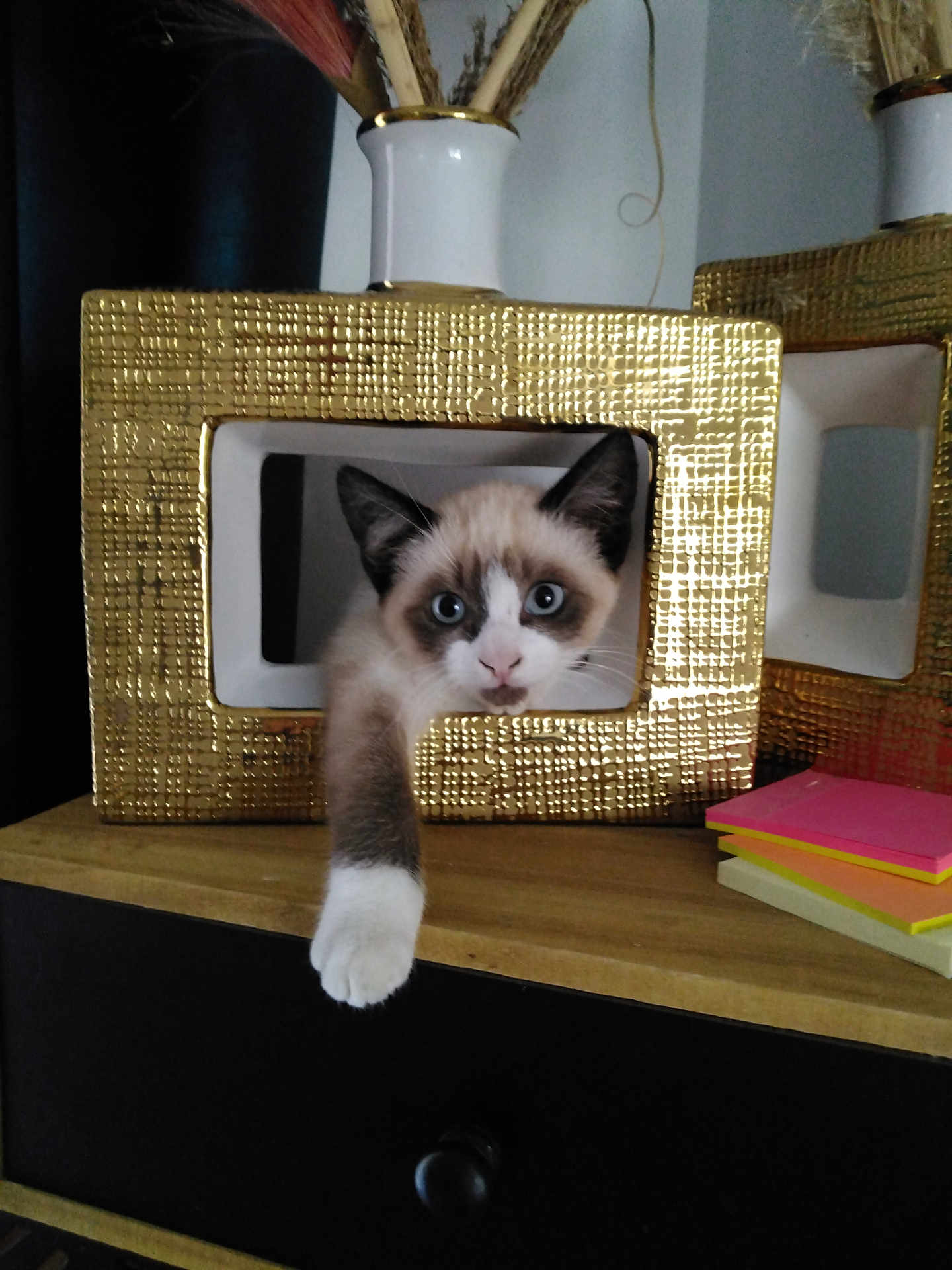 Lily a rejoint le concours — aidez-le/la à gagner de superbes lots ! kitten, cat, blue_eyes, paw, golden_frame, decor, wooden_surface, sticky_notes, curious, pet, indoor, close_up, feline, cute, playful, young_animal, domestic_cat, resting, white_paw, brown_and_white_fur