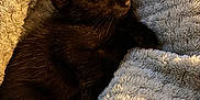 Zelda is registered to the contest to win money with this photo: animal, black_cat, blanket, close_up, comfort, cozy, cute, fur, fur_detail, indoors, kitten, peaceful, pet, relaxation, resting, sleeping, snuggled, soft_texture, warm_lighting, young_cat