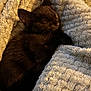 animal, black_cat, blanket, close_up, comfort, cozy, cute, fur, fur_detail, indoors, kitten, peaceful, pet, relaxation, resting, sleeping, snuggled, soft_texture, warm_lighting, young_cat