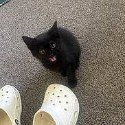 Zelda joined the competition — help win amazing prizes! animal, black_kitten, carpet, cat, curious, cute, domestic_cat, feline, floor, footwear, indoor, looking_up, meowing, pet, playful, small, soft_fur, tiny, white_crocs, young