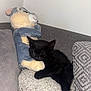 Zelda is registered to the contest to win money with this photo: animal, black_kitten, comfortable, companion, couch, cozy, cute, feline, furry, home, indoor, nap, pet, pillows, plush_toy, relaxation, resting, sleeping_cat, small_cat, soft_toy
