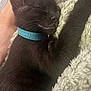 Zelda joined the competition — help win amazing prizes! black_cat, blanket, close_up, collar, comfort, cozy, cute, domestic_animal, feline, foot, fur, human, indoor, kitten, paw, pet, resting, sleeping, soft_texture, whiskers