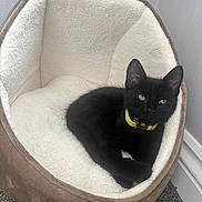 Smokey joined the competition — help win amazing prizes! animal, black_cat, carpet, cat, collar, comfortable, cozy, curious, cute, domestic, ears, eyes, feline, fur, indoor, pet_bed, plush, relaxed, resting, whiskers