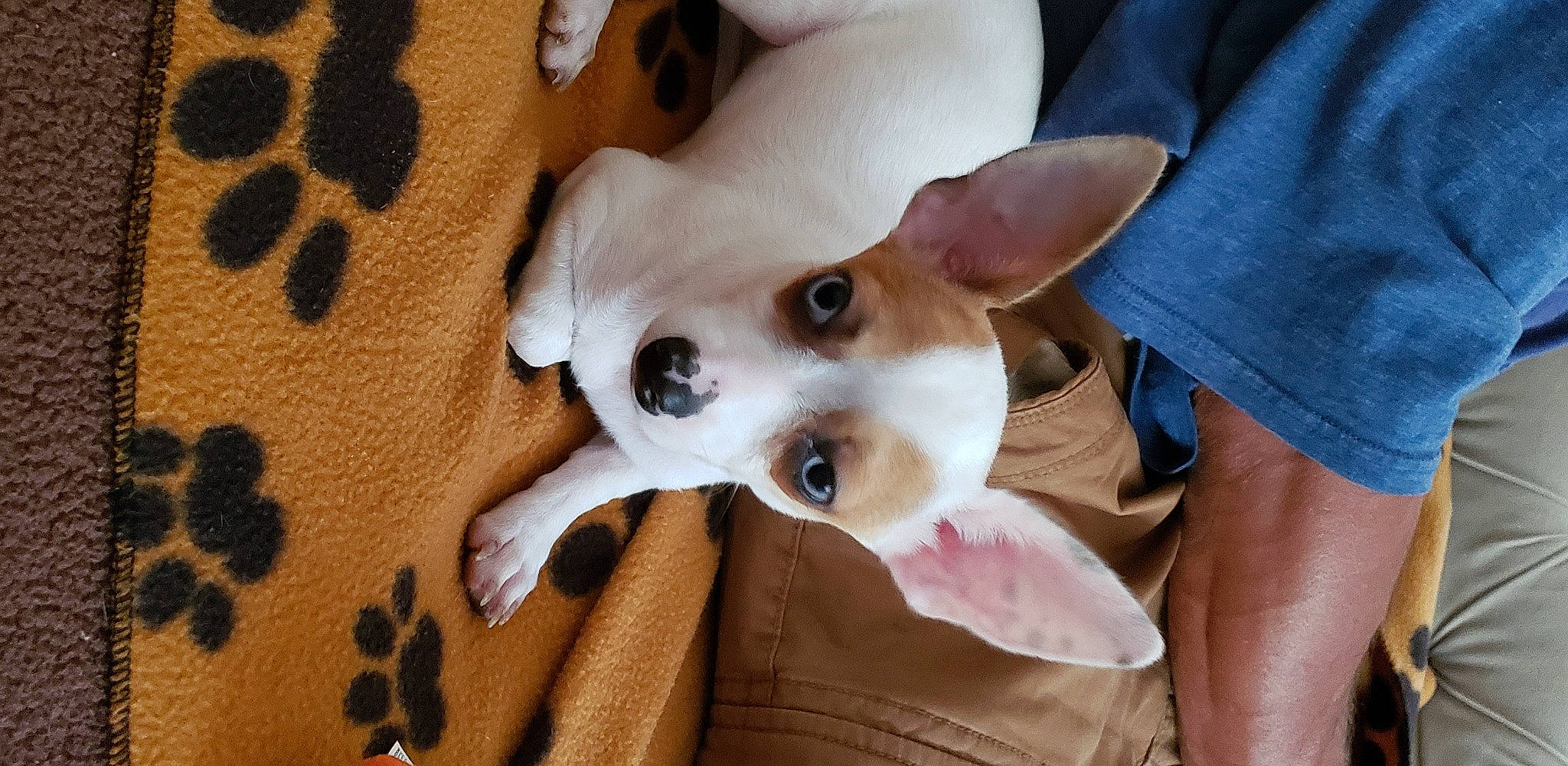 Sophie is registered to the contest to win money with this photo: canidae, carnivore, chihuahua, comfort, companion_dog, corgi_chihuahua, dog, dog_breed, dog_supply, ear, fawn, fur, non_sporting_group, pattern, paw, snout, sporting_group, toy_dog, whiskers, working_animal