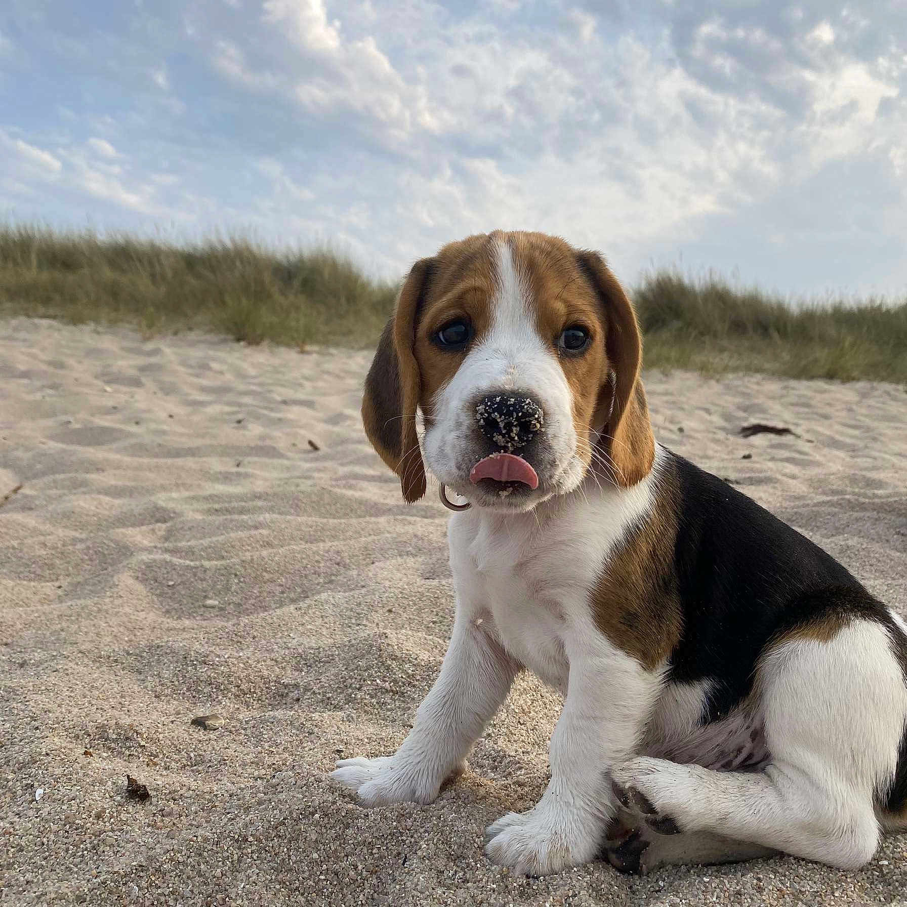 Marley participe au concours pour gagner de l'argent avec cette photo : animal, beach, beagle, cloudy_sky, cute, dog, ears, fur, grass, nature, nose, outdoor, paw, pet, playful, puppy, sand, sitting, tongue_out, young