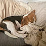 dog, beagle, sleeping, puppy, couch, blanket, pillows, indoor, resting, pet, canine, cozy, fur, relaxation, domestic, animal, cute, snuggled, comfort, home